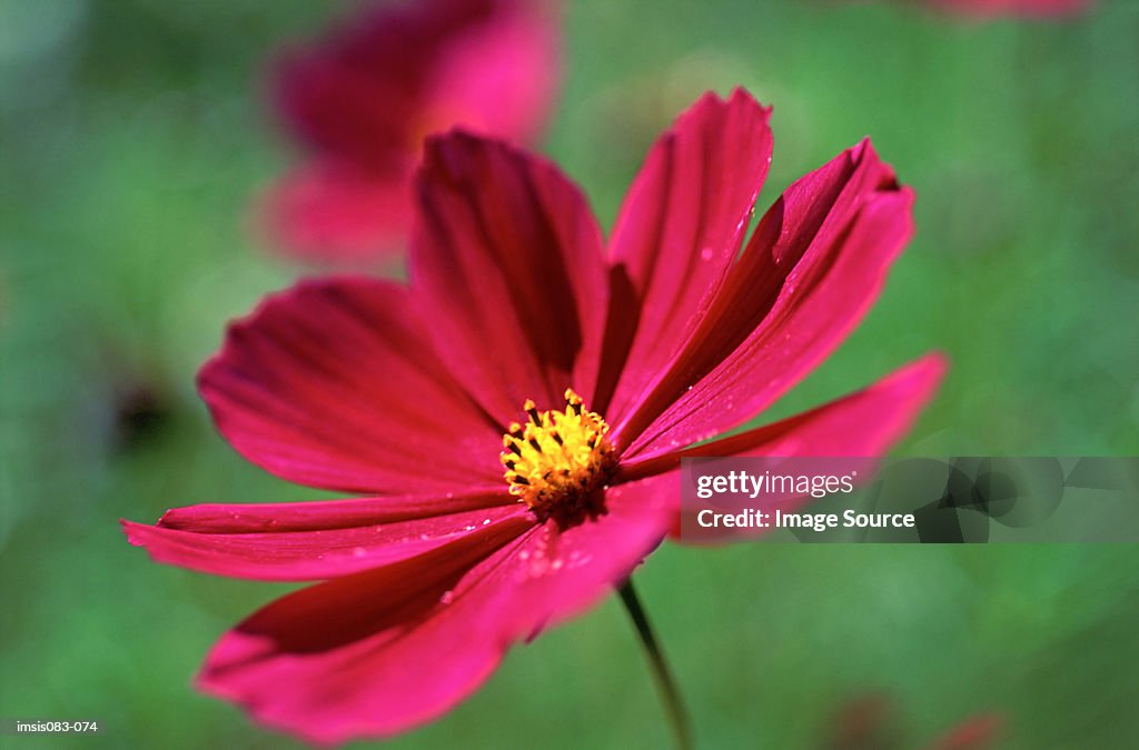 Cosmea