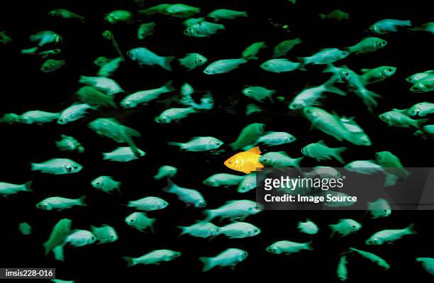 aquarium - standing out from the crowd animal stock pictures, royalty-free photos & images