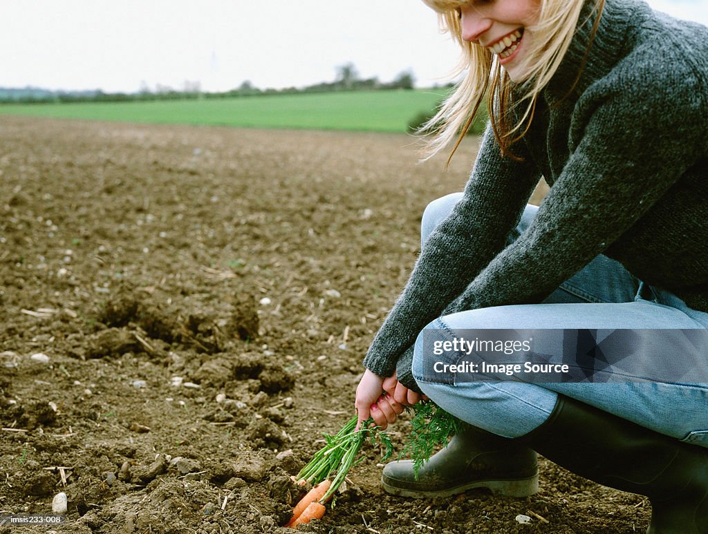 Farmer pulling carrots out the soil