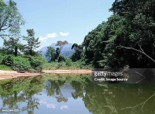 trees by water - borneo rainforest stock pictures, royalty-free photos & images