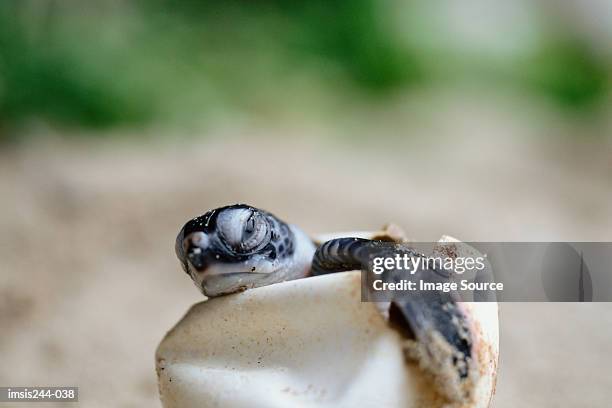 green turtle hatchling - hatch stock pictures, royalty-free photos & images