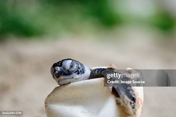 green turtle hatchling - hatching - fotografias e filmes do acervo