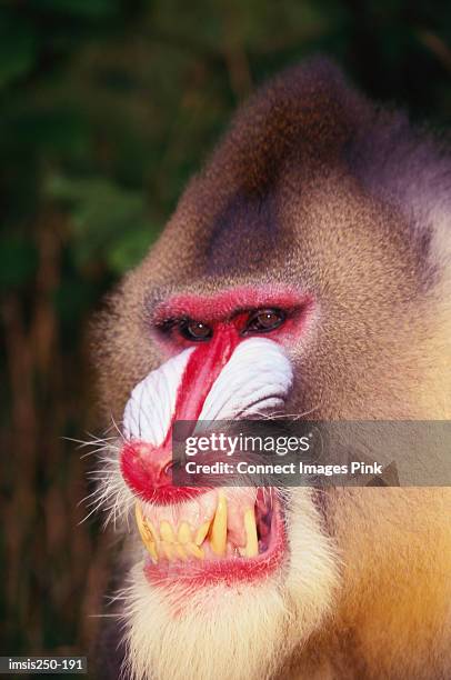 angry-looking-mandrill.jpg?s=