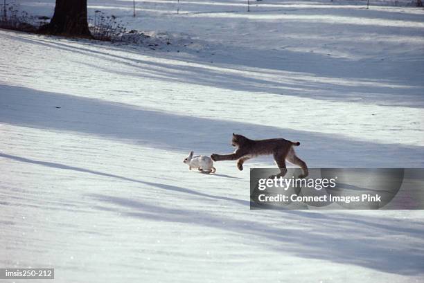 wild animal hunting - lynx stock pictures, royalty-free photos & images