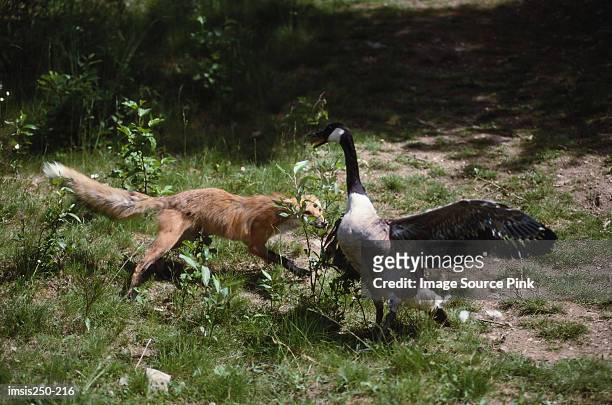 fox attacking a goose - fox chasing stock pictures, royalty-free photos & images