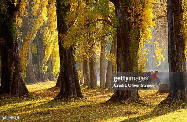 couple sitting on bench in autumn, lake wanaka, low angle view, wanaka, new zealand - lake wanaka stock-fotos und bilder