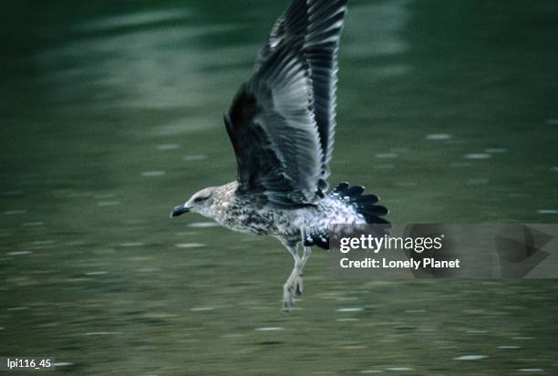 young black-back gull or karoro (larus dominicanus). - kelp gull stock pictures, royalty-free photos & images