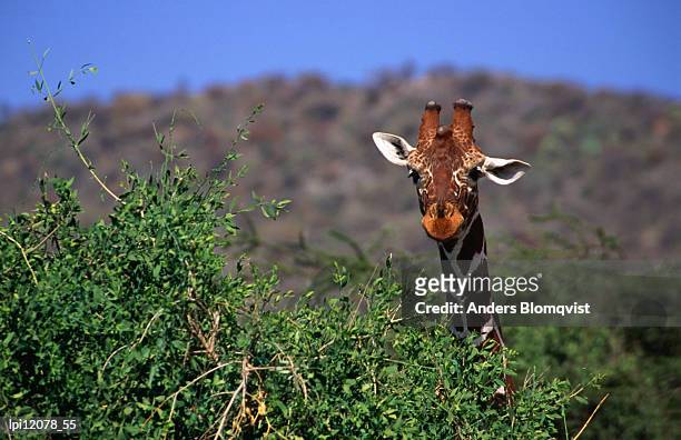 reticulated giraffe (giraffa camelopardalis reticulata) peering over bush, looking at camera, samburu national reserve, kenya - reticulated stock-fotos und bilder