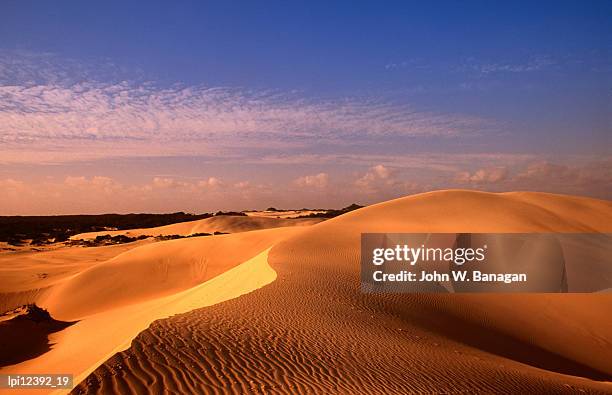 animal tracks on sand dune in little sahara desert, australia - sahara stock pictures, royalty-free photos & images