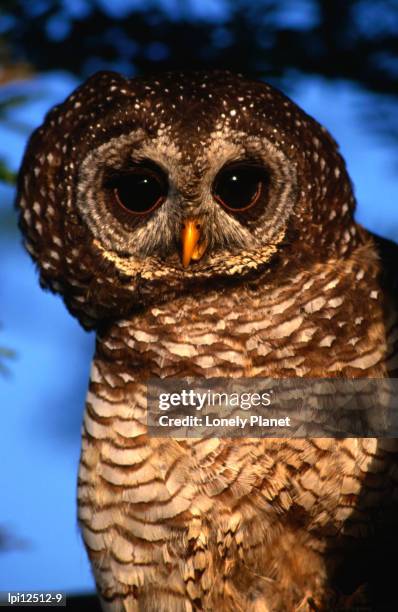 wood owl,south africa,africa - african wood owl stock-fotos und bilder