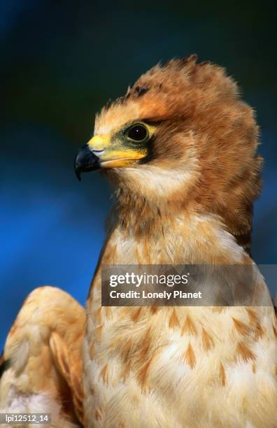 immature gymnogene (polyboroides typus) or african harrier hawk, south africa - africain stockfoto's en -beelden
