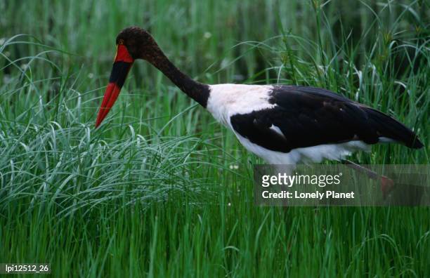 saddlebill stork (ephippiorhynchus senegalensis) in grass, kruger national park, south africa - transvaal bildbanksfoton och bilder