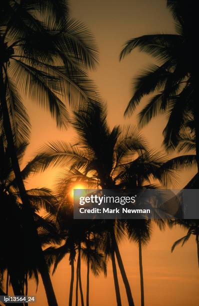 palm trees at sunset over the kona coast, united states of america - kona coast stock pictures, royalty-free photos & images