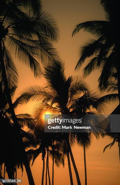 palm trees at sunset over the kona coast, united states of america - kona coast imagens e fotografias de stock