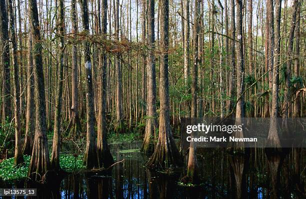 dense and sub-tropical jungle, highland hammock state park, united states of america - highland region stock pictures, royalty-free photos & images