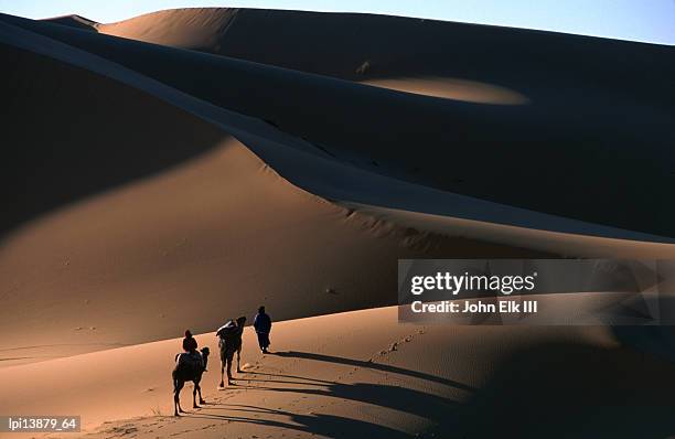 camel caravan crossing the erg chebbi dunes of merzouga, erg chebbi desert, morocco - merzouga stockfoto's en -beelden