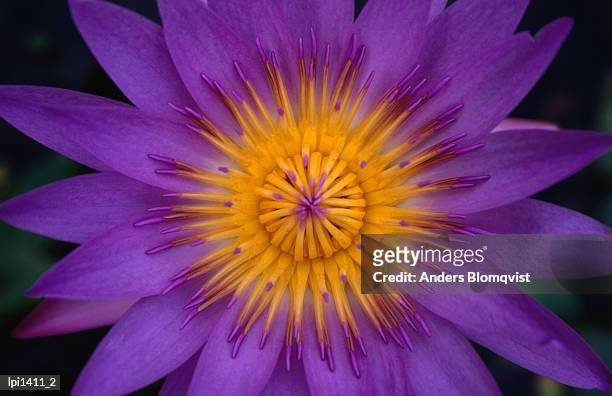 purple and yellow flower, malaysia, south-east asia - east malaysia stock pictures, royalty-free photos & images