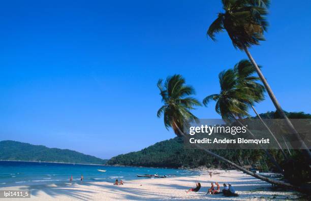 palm trees on long beach, pulau perhentian kecil, low angle view, malaysia - pulau perhentian stock pictures, royalty-free photos & images