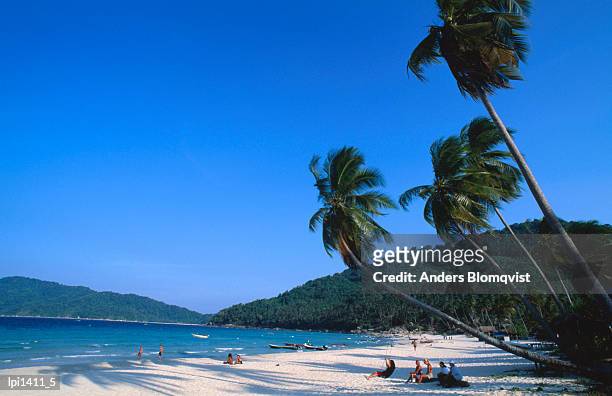 palm trees on long beach, pulau perhentian kecil, low angle view, malaysia - terengganu 個照片及圖片檔