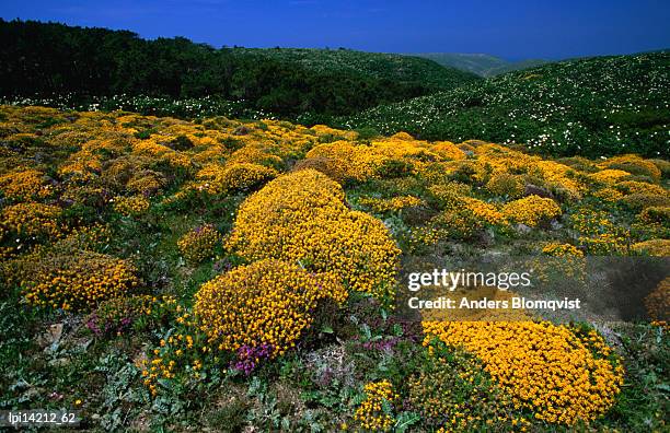 wildflowers in parque natural do sudoeste alentejano e costa vincentina, low angle view, portugal - dele e dela imagens e fotografias de stock