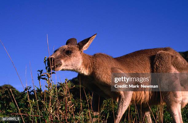 eastern grey kangaroo eating, australia - grey kangaroo stock pictures, royalty-free photos & images