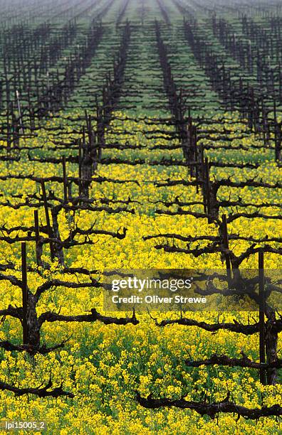 rows of grape vines in one of napa valley vineyards, napa valley, united states of america - comté de la napa photos et images de collection