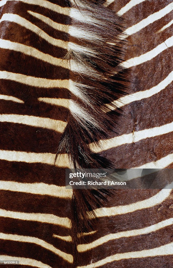 Zebra skin detail, Durban,KwaZulu-Natal,South Africa,Africa