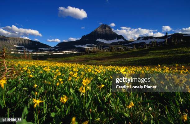 wildflowers with mt reynolds in distance, glac1er national park, united states of america - reynolds stock pictures, royalty-free photos & images