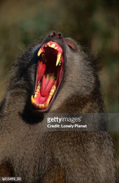 portrait of yawning baboon, kruger national park, south africa - トランスバール ストックフォトと画像