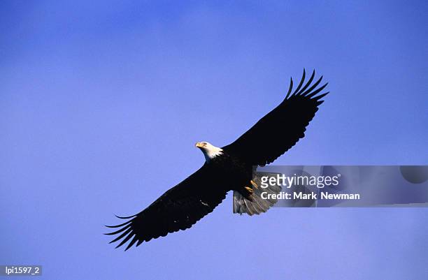 bald eagle (haliaeetus leucocephalus) in flight, homer, united states of america - south central alaska stock pictures, royalty-free photos & images