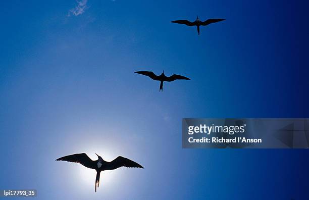magnificent frigatebirds (fregata magnificens) in flight, puerto egas, ecuador - fregata magnifica foto e immagini stock