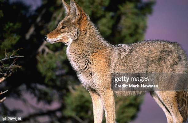 profile of coyote (canis latrans), grand canyon national park, united states of america - coyote - fotografias e filmes do acervo