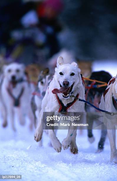 dogs pulling sled during race, anchorage, united states of america - south central alaska stock-fotos und bilder