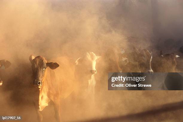 dusty cattle muster, front view, cape york peninsula, australia - queensland farm stock pictures, royalty-free photos & images