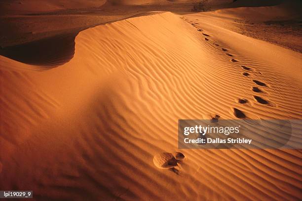 footprints in rippled red sand of perry sand dunes, near mildura. - desert dunes stock pictures, royalty-free photos & images