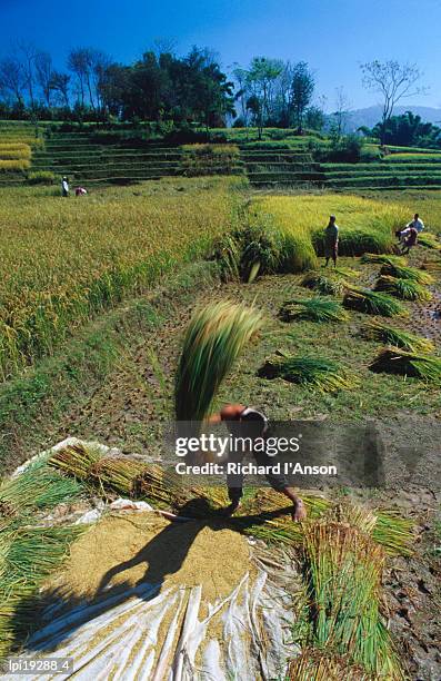 threshing rice in kathmandu valley, kathmandu, nepal - valle de kathmandu fotografías e imágenes de stock