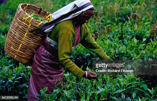 worker picking tea bushes, nuwara eliya, sri lanka - general economy as central bank of sri lanka looks to contain rising inflation stockfoto's en -beelden