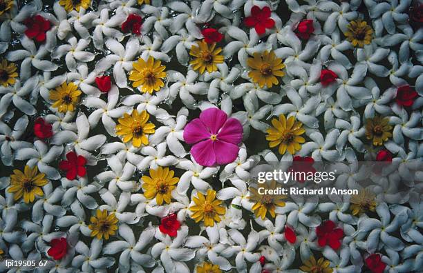 flowers floating in bowl of water, habarana, sri lanka - general economy as central bank of sri lanka looks to contain rising inflation stockfoto's en -beelden