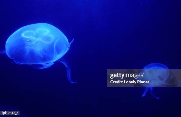 jelly fish in tank at aquadom and sealife museum, mitte, berlin, germany - the museum of modern arts 8th annual film benefit honoring cate blanchett stockfoto's en -beelden