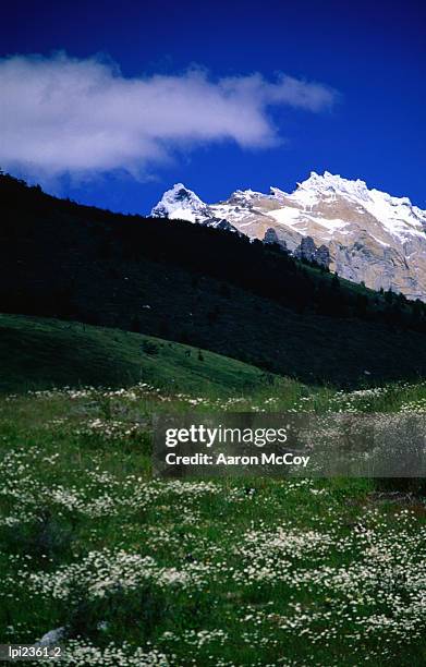 wildflowers with snowy mountain in background, torres del paine national park, chile - magallanes y antartica chilena regio stockfoto's en -beelden