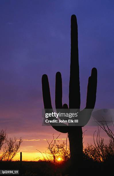 silhouette of saguaro cactus, low angle view, saguaro national park, united states of america - pima county stockfoto's en -beelden