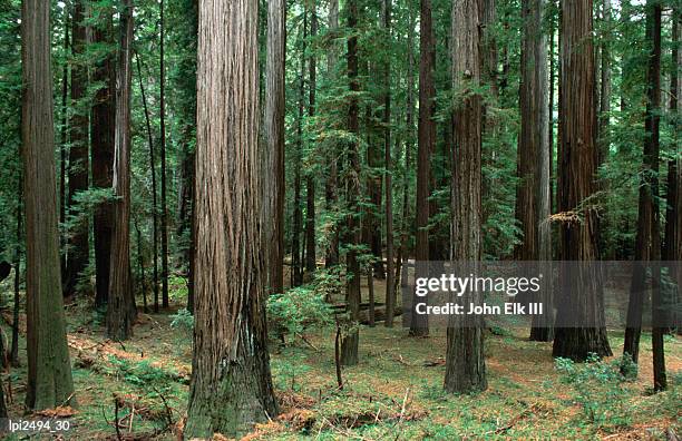 redwood trees beside hwy 101, low angle view, humboldt redwoods state park, united states of america - humboldt redwoods state park fotografías e imágenes de stock