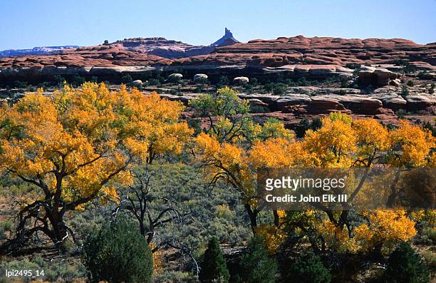 cottonwoods along squaw creek at the needles, canyonlands national park, united states of america - gauja national park fotografías e imágenes de stock