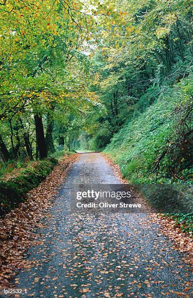 forest road near lough hyne, low angle view, ireland - country road stock pictures, royalty-free photos & images