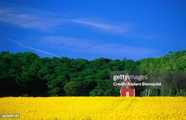 rape field, red house and forest, kullaberg skane, kullaberg,skane,sweden,europe - skane stockfoto's en -beelden