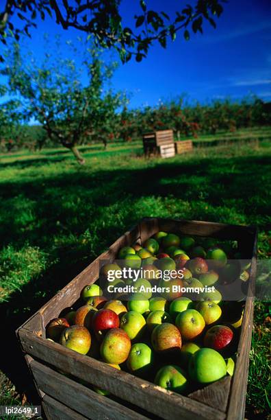 crates of ingrid marie apples, forslov, skane, sweden, europe - sontregio stockfoto's en -beelden