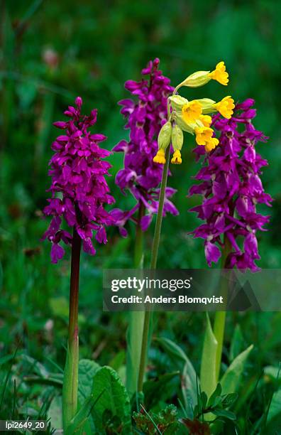 campanula barbata or bearded bellflower, skane, sweden, europe - sontregio stockfoto's en -beelden