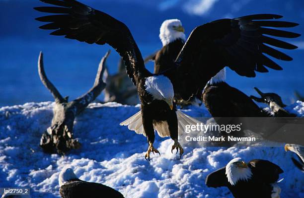 flock of bald eagles (haliaeetus leucocephalus), united states of america - middelgrote groep dieren stockfoto's en -beelden
