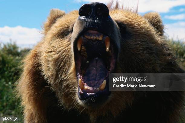 roaring grizzly bear (ursus arctos), united states of america - grizzly bear stock-fotos und bilder