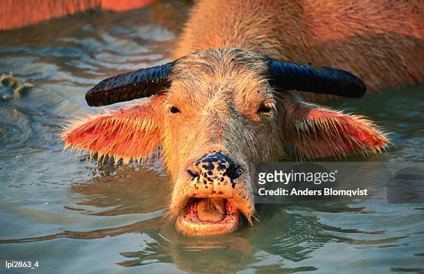 pink water buffalo in water, vang vieng, vientiane, laos, south-east asia - water buffalo stock pictures, royalty-free photos & images